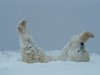 rosing-norbert-a-polar-bear-ursus-maritimus-rolls-through-the-snow.jpg