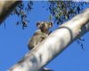 koala.jpg