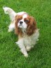 cavalier_king_charles_spaniel_1.jpg