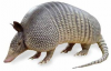 Armadillo[1].png