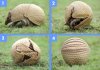 armadillo[1].jpg