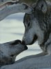 dutcher-jim-and-jamie-two-gray-wolves-touch-noses-during-a-tender-moment.jpg