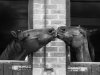 ardent-haven-and-old-glory-horses-at-the-bill-roach-stables-at-lambourn.jpg