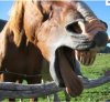 cavallo.jpg