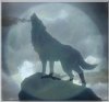 luna-lupi.jpg