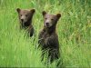 melford-michael-alaskan-brown-bear-cubs-wait-in-long-grass-for-their-mother.jpg