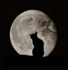 gatto-e-luna.jpg