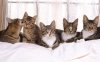 Cats_happy_family_hd_wallpaper.jpg