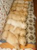 puppy-stack-ZTVU.jpg