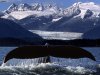 [immagini.4ever.eu] coda di balena, le colline coperte di neve 151425.jpg
