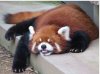 panda stanco.jpg