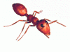red ant.gif
