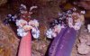 nudibranchi.jpg