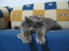 Gatto_Dorme_Beato_gifCYgtux.gif