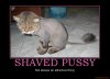 shaved-pussy-pussy-shaved-vagina-cat-demotivational-poster-1214279308.jpg