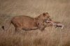 CATERS_Lioness_Adopts_Impala_12_941-705_resize.jpg