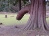 250px-Tronco_d'albero_con_sporgenza_a_forma_di_pene.jpeg