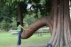 weird-penis-tree.jpg