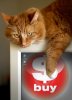gatto psilocina.jpg