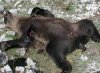 Orso-marsicano-ucciso.jpeg