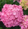 pink_hydrangea.259130920_large.jpg