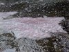 neve rosa.jpg