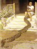 2007617171432_molurus%20bivittatus.jpg