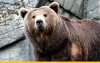 bear.jpg