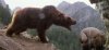 20120703195400!Orso_Bart.jpg