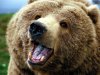 bulkupload_animal-wallpapers_Bears_Bear-1.jpg
