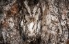 nat-geo-eastern-screech-owl-935-1375378082.jpg