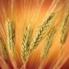 grano.jpg
