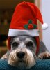 cani-cappello-natale.jpg