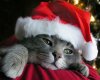 cats-wallpapers-holiday-christmas-cat.jpg