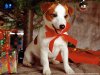 Sweet-dog-under-Xmas-Tree-800-969604.jpg