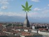 TORINO-moleantonellianamarijuana.jpg