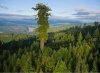 tallest-tree1.JPG