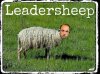 alfano-pecora-283991.jpg