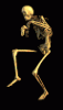 scheletro.gif