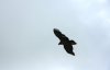 IMG_9304-1.jpg