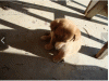 canepadova.gif