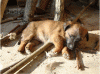 canepadova1.gif