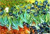piante_di_iris.jpg