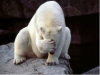 Polar-Bear.png