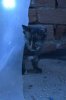 cat2.jpg