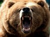 grizzly-bear-wallpaper-2.jpg
