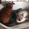 I miei 2 animaletti.gif