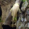Ancistrus Dolichopterus Gold.JPG