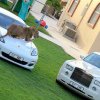 arab rolls.jpg
