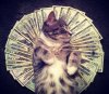 gatto usa.jpg